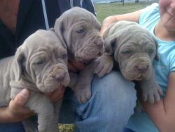 OMG what a set of Neapolitan Mastiff Puppies
