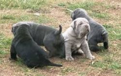 Lovely Neapolitan Mastiff puppies available.