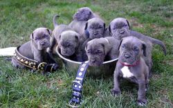 (Guard dog)Neapolitan Mastiff puppies