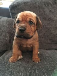 Neapolitan Mastiff Puppies For Sale