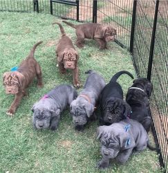 Charming Neapolitan Mastiff Puppies For Re homing