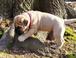 Mastiff puppies available for adoption