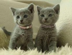 Nebelung Kittens Available