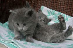 Fabulous pedigree Nebelung kittens