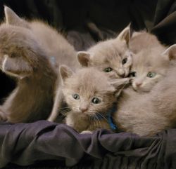 Nebelung Russian blue kittens