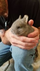 Baby Rabbits for Sale