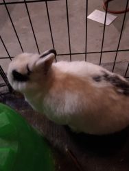 Rabbit in need of loving home!