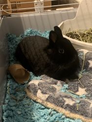 Netherlands Dwarf Rabbit 11 months old
