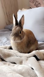 Two Netherland Dwarf Mixed Rabbits for sale!
