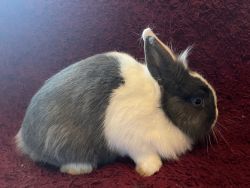 Netherland dwarf bunny