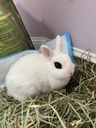 White Netherland Dwarf rabbit for sale