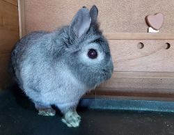 4 year old Rabbit for Sale