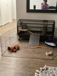Rabbit for sale (Cage included!)