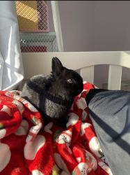 1 year old Netherland Dwarf for sale