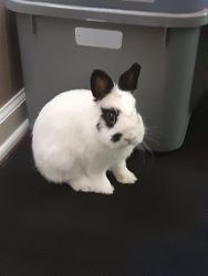 Netherland Dwarf Bunny, cage, food, and more