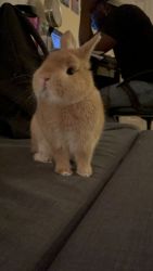 Netherland Dwarf bunny for sale… orange
