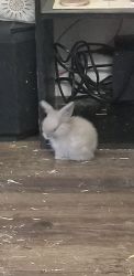 Baby bunnies for sell