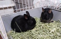 Adorable dwarf bunnies 2 for $75!