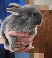 Netherland Dwarf bunnies 2 for $75