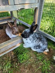 Netherland dwarf rabbits