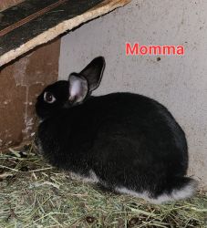 Momma Rabbit needs new home