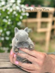 Netherland Dwarf Baby Bunnies