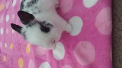Netherland Dwarf baby bunny's