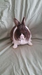 Rabbits Forsale