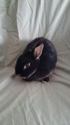 Rabbits forsale