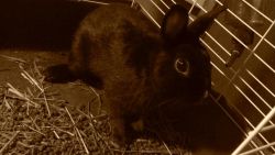 Netherland rabbit
