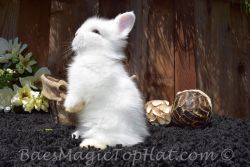 Dwarf bunnies for sale