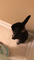 8 Month Old Adorable Netherland Dwarf Bunny $60