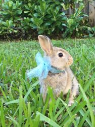 Beautiful bunnies for sale in Miami