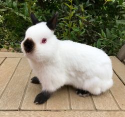 Netherland Dwarf Bunny Rabbits