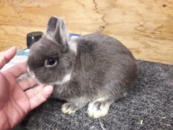 Netherland dwarf breeding age adult bunnies