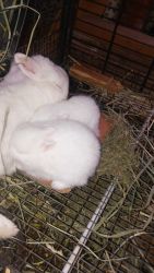 Netherland dwarf baby bunnies