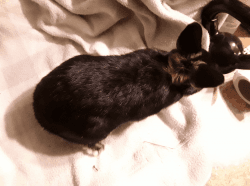 Netherland Dwarfs want a forever home