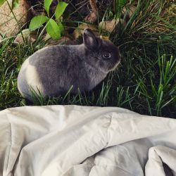 Sweeet 2 year old female Netherlands dwarf rabbit for sale