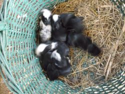 Baby Bunnies for sale