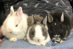 Netherland dwarf rabbits 8wks