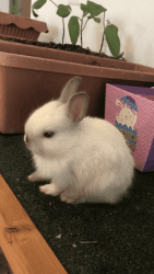Purebred Netherland Dwarf Baby Bunny Rabbits
