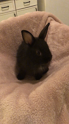 Baby Netherland Dwarf Bunny Rabbit