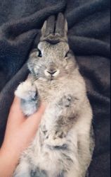 Bunny for sale