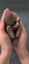 Baby Netherland Dwarf Bunny Rabbits