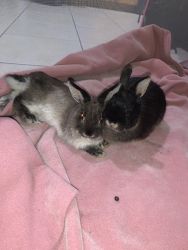 Netherland dwarf rabbit(s), sisters,7 months old, PA East stroudsburg