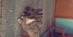 Male and female netherland drawf bunnies