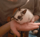 Baby Dwarf Netherland Tue Polished Bunny Bunnies Rabbit For Sale