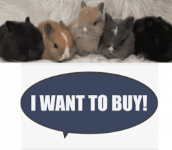 Want To Buy Dwarf Netherland Bunny Lop Bunnies Rabbit