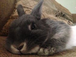 Sweet Netherland Dwarf Rabbit