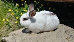 Netherland/Holland lop bunnies